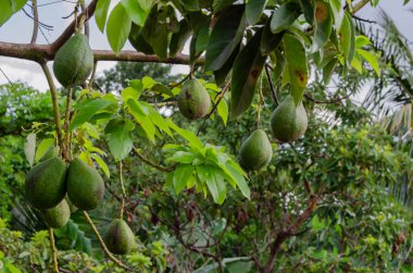 Avokadolar bir daldan uzun saplanırlar..