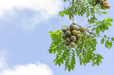 A bunch with ripe and green june plums is hanging from their tree against the background of blue sky and clouds. clipart