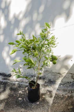 Saksı çantasındaki genç bir limon bitkisinin yeşil limonları var.