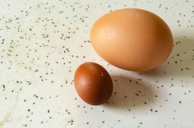 A normal size egg and a fairy egg are on a spotted table. clipart