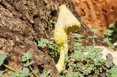 Leucocoprinus birnbaumii also known as yellow parasol are growing from the side of an old rotting mango tree. clipart