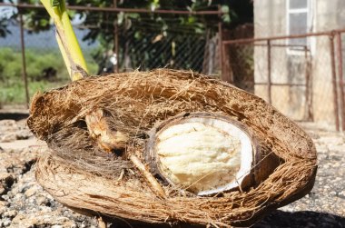 This is the close up of a growing coconut plant. clipart