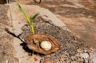 Here's a half of a growing coconut with leaves, shoot, husk, roots, and catyledon. clipart