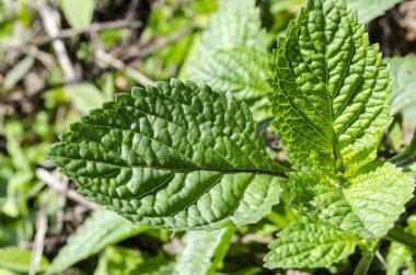 With crimpling appearance, the rough surface leaf of vervain with alternate, reticulate venation, has serrated margins that tapers off to a point at the apex. clipart