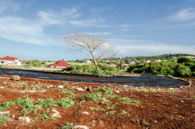 It is a fair morning at a road construction site, where the sky is blue with scattered thin clouds, the lebbek tree is without leaves and the road is covered with black oil. clipart