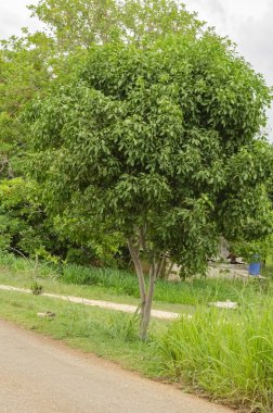 Yol kenarında yemyeşil bir guinep ağacı yetişiyor ve küçük yuvarlak meyveler topluyor..