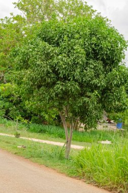 Growing by the roadside is a small guinep tree of lush foliage and is bearing bunches of small round fruits. clipart