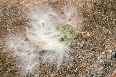 Loose parachute seed  of the calotropis procera, king's crown, plant, with their cottony hairs  are on top of their pod on a concrete pavement.  clipart