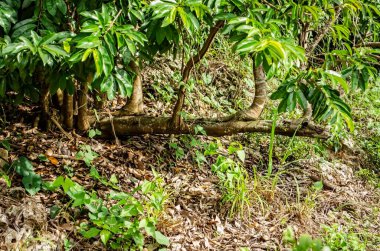 Kısmen sökülmüş bir graviola ağacının ana gövdesi yere paralel olarak uzanırken dalları yukarı doğru uzanıyor, meyve dalları ve yapraklı dallar uzanıyor..