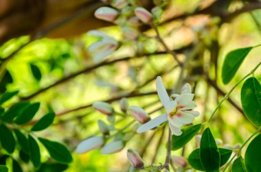 Görüntü, Moringa oleifera çiçeklerinin yakın çekimini gösteriyor. Çiçekler ince pembe renkleri ve ince dallar boyunca toplanmış uzatılmış taç yapraklarıyla beyazdır. Çiçeklerin etrafı oval şekilli yeşil yapraklarla çevrili.. 