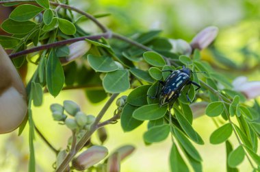 Titreyen yeşil Moringa ağaç yapraklarına yapışmış metalik parıltılı bir buğday bitinin arkası. Böceğin uzun gövdesi ve bacakları oval biçimli yapraklara karşı görünür.. 
