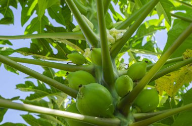 A papaya tree is bearing fruits near the top of the plant. clipart