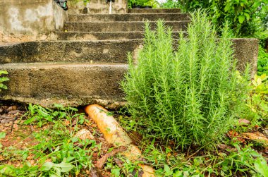 Bilimsel adı olan küçük Rosemary ağacı, Lamiaceae ailesinden Rosmarinus officinalis, bitki büyük beyaz bir pvc borusunun yanındaki bir adım çizgisinin dibinde. Yemek pişirmek için kullanılan bitkinin yaprakları iğne gibi küçük..