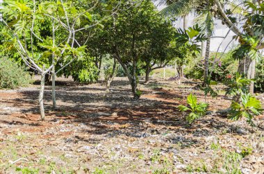 Fruit Orchard. The bright sunlight cast shadows of the trees in an orchard on the ground of red terra rossa soil.