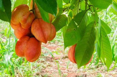 This is a close view of a bunch of large yellow-pink, four-lobe ackee fruits hanging low from a tree. clipart