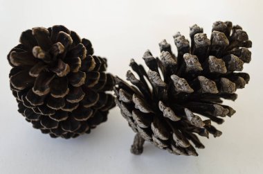Beyaz bir arka plana yerleştirilmiş iki kahverengi kozalak. Koniler üst üste binen pullarla doğal ve dokulu bir yüzey sergiliyor. Birbirlerine yakın bir şekilde yerleştirilirler, biri dik, diğeri açılı, karmaşık yapılarını gösterirler.. 
