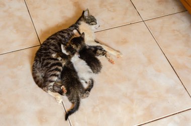 Kedi yavruları anne kediden beslenir. Çizgili kürklü bir anne kedi, üç küçük kedi hevesle beslenirken rozetli bir yüzey üzerinde yatıyor. Yavru kediler siyah, beyaz ve gri kürk karışımları ile renk olarak farklılık gösterirler..