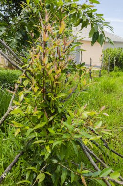 A young Jamun plant is supported by wooden stakes in a grassy area. The plant features bright green and reddish leaves, indicating new growth. The wood stakes are arranged in a conical shape around the plant to provide stability.  clipart