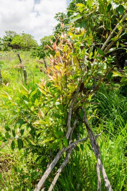 Genç bir Syzygium cumini bitkisi, Java Plum olarak bilinir, çubuklarla desteklenir. Bitkinin canlı yeşil ve kırmızımsı yaprakları var, bu da yeni büyümeyi gösteriyor. Çubuklar, büyüdükçe istikrarı sağlamak için destekleyici bir yapıda düzenlenmiştir..