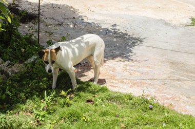 Orta büyüklükteki köpek beyazının kulaklarında ve yüzünde kahverengi işaretler var. Yakındaki ağaçlarla kısmen gölgelenmiş yeşil çimenlerin üzerinde duruyor. Çevrede çimen ve beton karışımı bir alan var. Köpek sakin bir duruşla yere bakar..