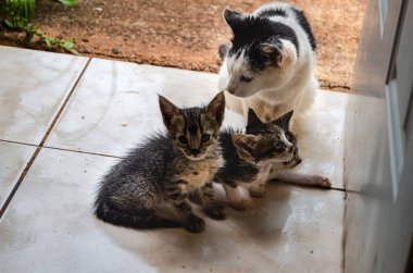 Siyah beyaz bir Ege kedisi ve tekir kediler bir evin girişindeler..