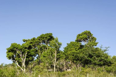 Uzun ağaçlar, açık mavi gökyüzünün altında korunmayan çimenlerin arasında küçük kayalık bir tepede yetişiyor..