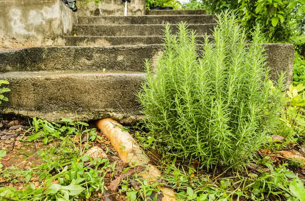 Bilimsel adı olan küçük Rosemary ağacı, Lamiaceae ailesinden Rosmarinus officinalis, bitki büyük beyaz bir pvc borusunun yanındaki bir adım çizgisinin dibinde. Yemek pişirmek için kullanılan bitkinin yaprakları iğne gibi küçük..