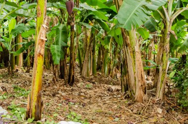 Muzlar topraktan yetişiyor. Eski kurumuş bitki örtüsüyle kaplanmış..