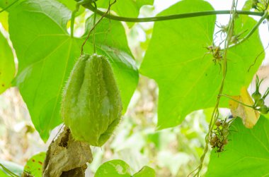 Soyutlanmış yeşil bir Christopher sarmaşığından sarkıyor.