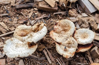 Looking down on fading mushrooms among sawdust and scraps of wood. clipart