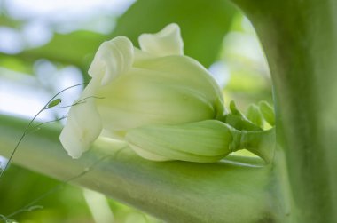 A blossom grows from the papaya tree leaf axil. clipart