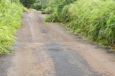 Yol kenarındaki uzun otlar yol boyunca kıvrılır. Dallar ve meyveler Beryl Kasırgası tarafından yola atılıyor..