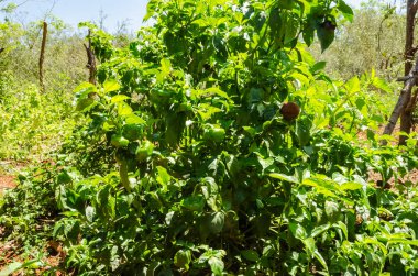 Açık havada yetişen bol yapraklı yemyeşil biber bitkisi. Küçük, yuvarlak çikolatalı İskoç bonesi biberi, parlak yeşil yaprakların arasına karışıyor. Biberler daha koyu bir renk sergilerler, olgunluğu gösterir..