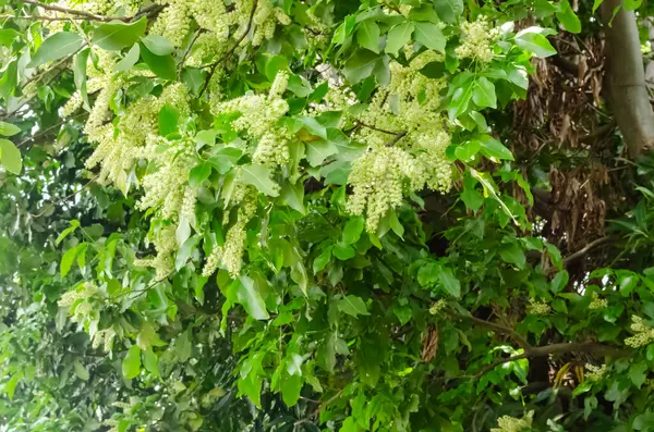 Yeşil guinep ağacı küçük, narin sarı çiçek kümeleri sergiliyor. Çiçekler, büyük, parlak, koyu yeşil yapraklarla tezat oluşturan uzun demetler halinde asılıdır. Çiçekler, ağacın yemyeşil görünmesine katkıda bulunarak yoğun bir şekilde toplanmış görünüyor..