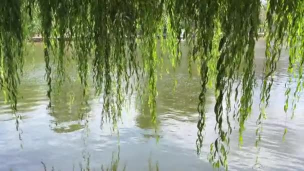 Video Von Weidenblättern Die Sanft Über Dem Fluss Severn Shrewsbury — Stockvideo