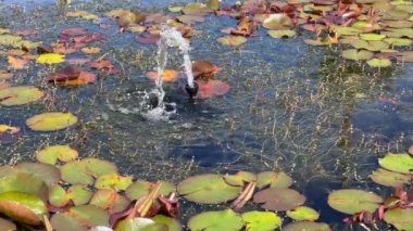 Video of a garden pond water fountain