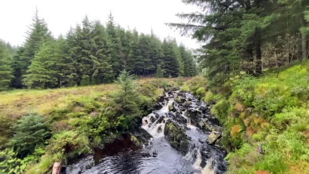 Video Stream Running Though Pine Forest Mountains Scotland — Wideo stockowe