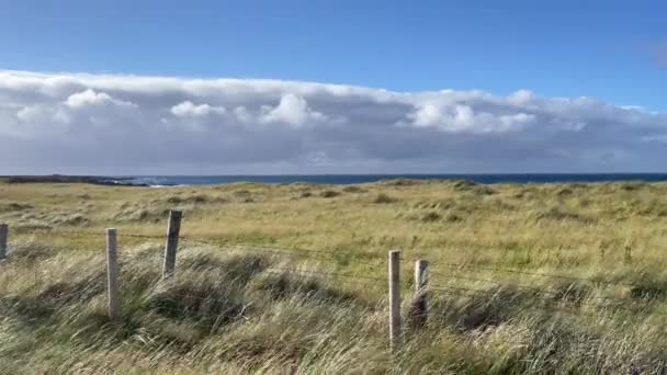 Video Wind Blowing Coastal Grass Seaside County Donegal Ireland — Stock Video