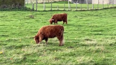 Video of highland cows grazing in a field in Scotland