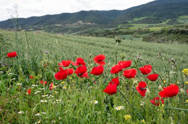 Gelincikler ve diğer kır çiçekleri Kuzey İspanya 'daki Camino patikası boyunca büyüyor.