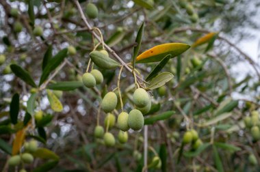 İtalya 'da bir zeytin ağacının dallarından sarkan taze zeytinler