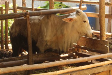 İnek ahırının puslu arka planına sahip bir inek kafası. İnek ve çiftlik hayvanı temaları için uygun.