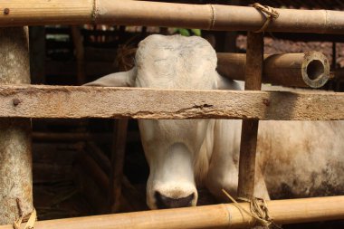 İnek ahırının puslu arka planına sahip bir inek kafası. İnek ve çiftlik hayvanı temaları için uygun.