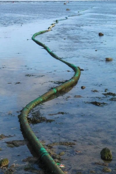 sewer hose on dirty, mossy beach sand