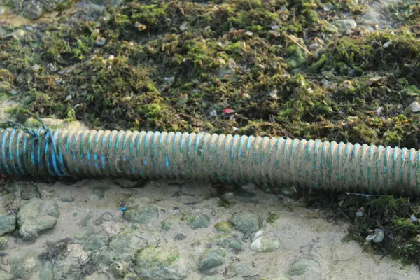 sewer hose on dirty, mossy beach sand