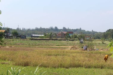 Pirinç tarlaları hasat sonrası sararmaya başlar.