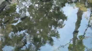 Güneşli bir sabahta sakin bir akıntıyla berrak nehir suyu