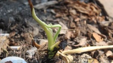 Güneşli bir sabahta arka planda bulanık bir şekilde rüzgarda hareket eden filizler.