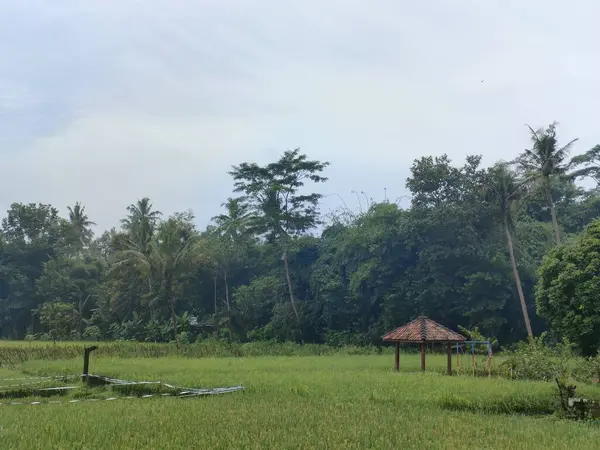 Yüksek hindistan cevizi palmiyeleri ve açık bir gökyüzünün altında yoğun yeşil yaprakları olan yemyeşil bir orman manzarası. Çevre, yaz seyahati ve ekoloji kavramları için doğal orman geçmişi
