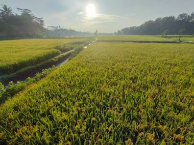 Ilık güneş ışığı altında merkezi sulama kanalı olan yemyeşil bir alan. Tarım, doğa veya kırsal temalı görsel içerik için ideal